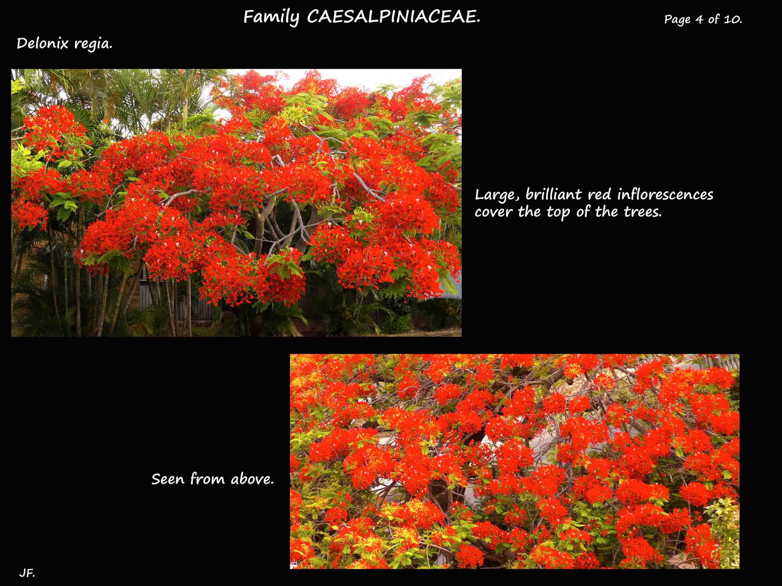 4 Delonix regia flowering